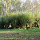 Image for article titled Behold These Incredible Works Of Architecture Made Out Of Living Trees